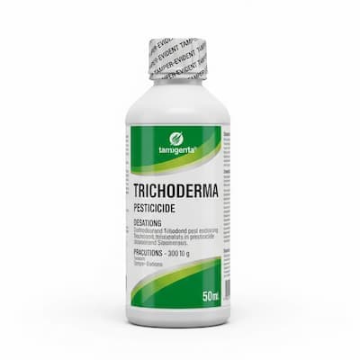 Trichoderma sp.